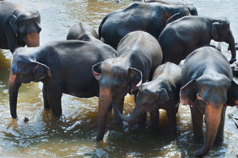 Sri Lanka Highlights <br> Heritage & Culture