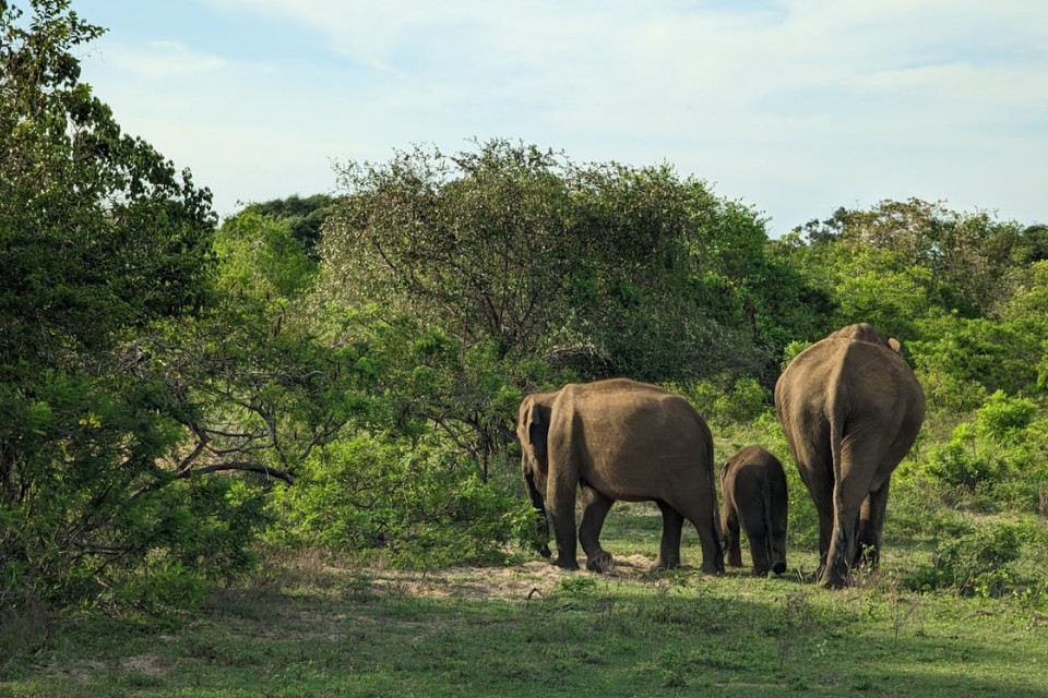 Sri Lanka Heritage &  Wildlife Adventure