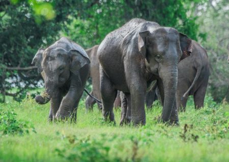 Minneriya National Park
