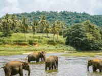 Pinnawala