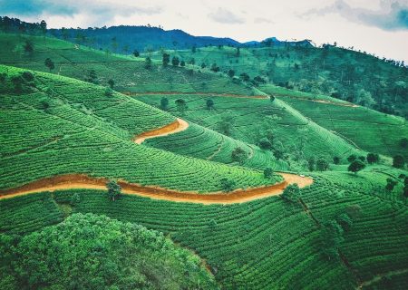 Nuwara Eliya