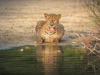 Wilpattu National Park