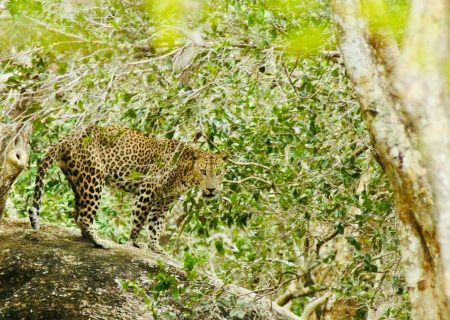 Wilpattu National Park