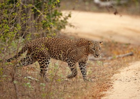 Yala National Park